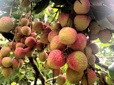 嶺南六月荔枝丹，‘馬甲’增添別樣紅——技術推廣服務助力產(chǎn)業(yè)升級